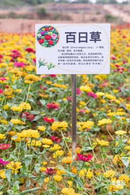 坪山坑梓花海