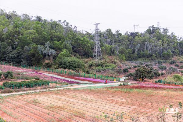 坪山坑梓花海