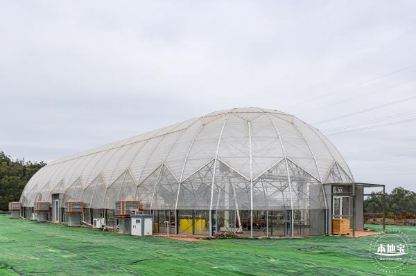 坪山坑梓花海
