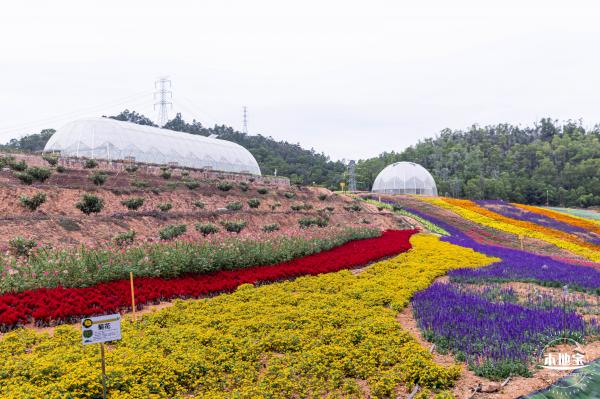 坪山坑梓花海