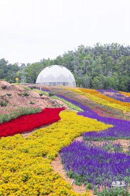 坪山坑梓花海