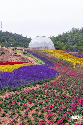 坪山坑梓花海