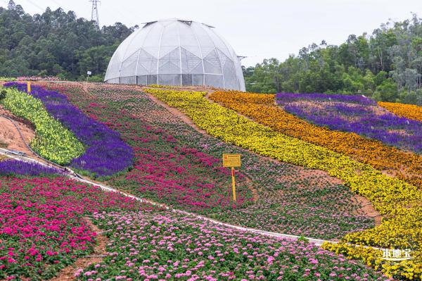 坪山坑梓花海