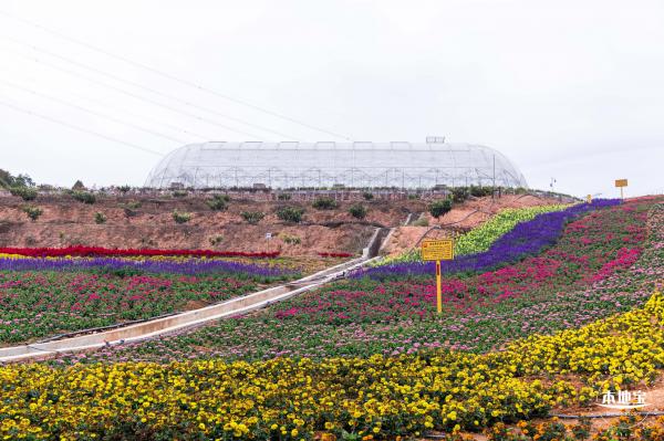 坪山坑梓花海