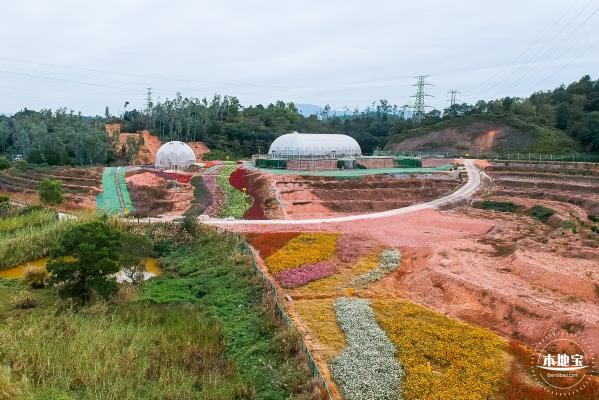 坪山坑梓花海