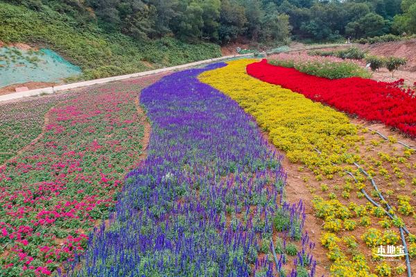 坪山坑梓花海