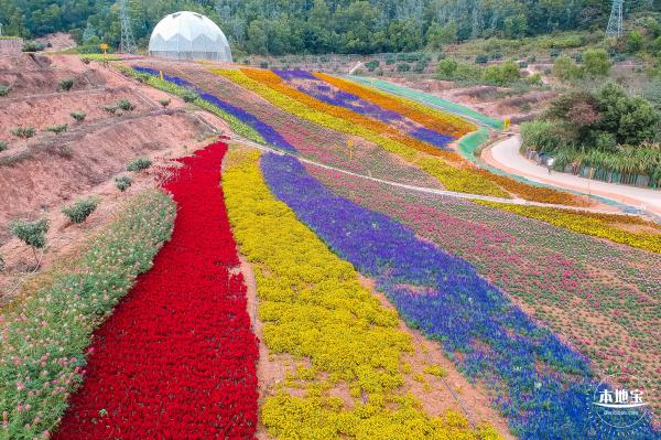 坪山坑梓花海