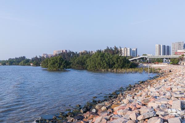 西湾红树林