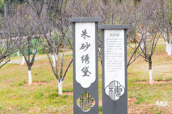梅园2021