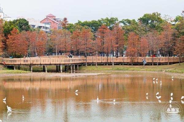 莲花山公园落羽杉