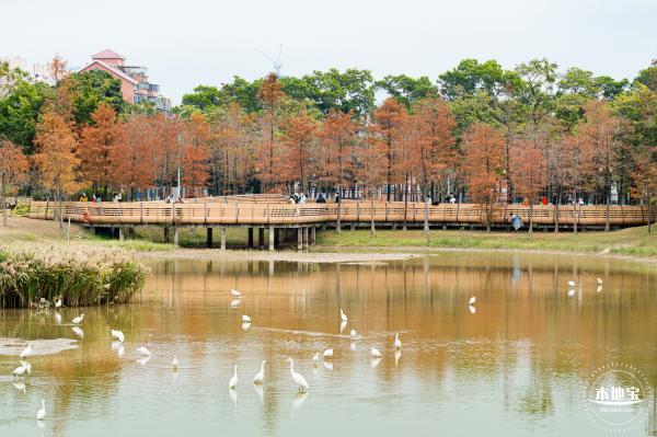 莲花山公园落羽杉