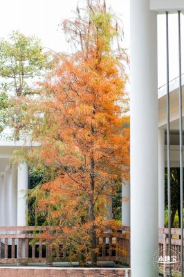 莲花山公园落羽杉