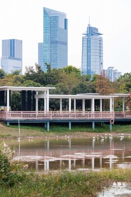 莲花山公园落羽杉