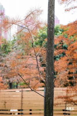 莲花山公园落羽杉