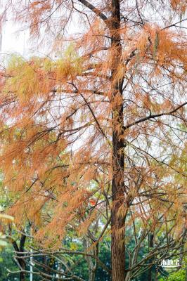 莲花山公园落羽杉