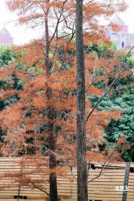 莲花山公园落羽杉