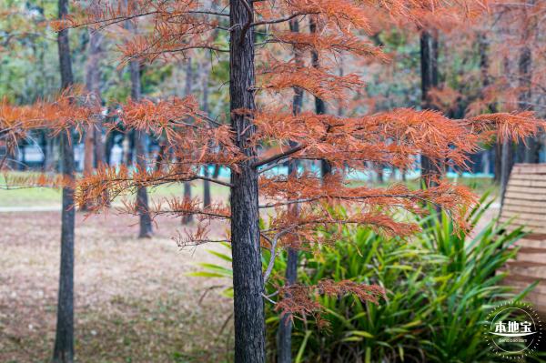 莲花山公园落羽杉