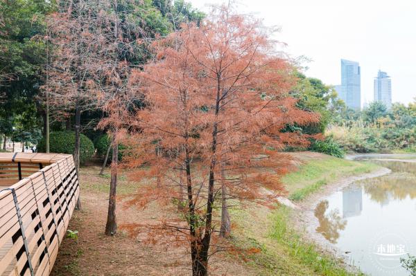 莲花山公园落羽杉