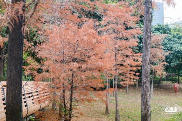 莲花山公园落羽杉