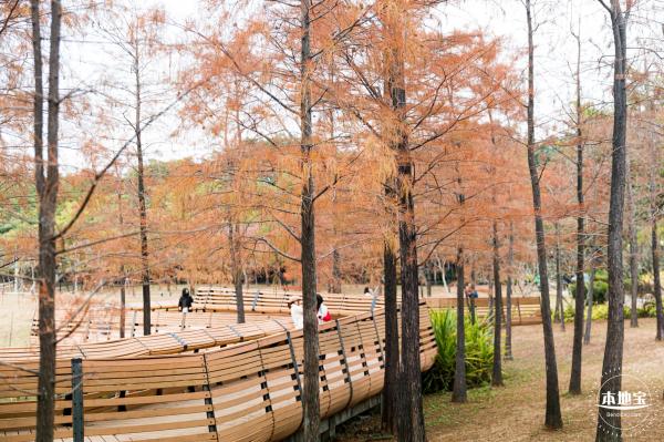 莲花山公园落羽杉