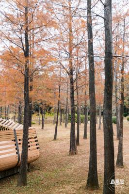 莲花山公园落羽杉