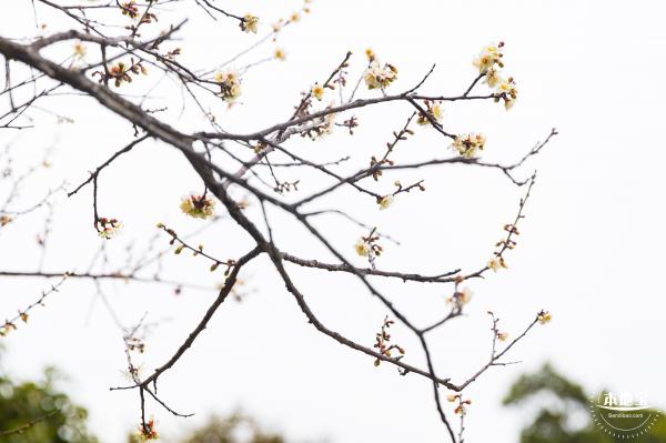 荔枝公园梅花