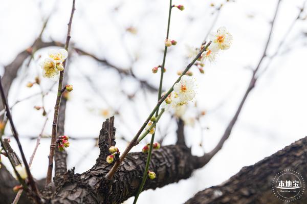 荔枝公园梅花