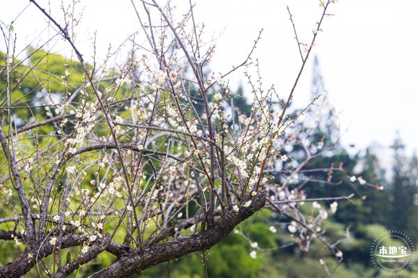 荔枝公园梅花