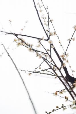 荔枝公园梅花