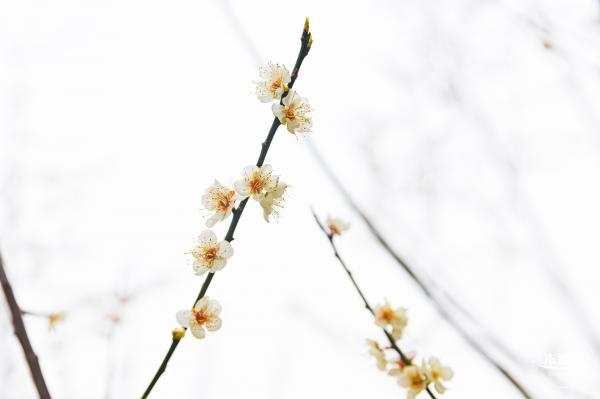 荔枝公园梅花