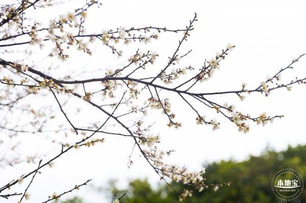荔枝公园梅花