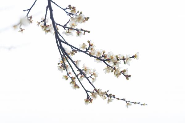 荔枝公园梅花