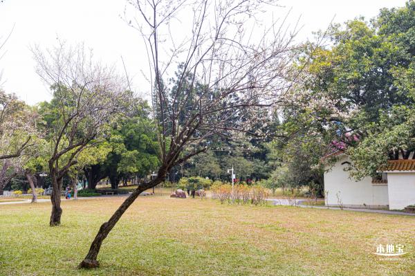 荔枝公园梅花
