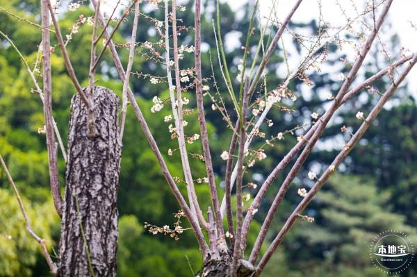 荔枝公园梅花