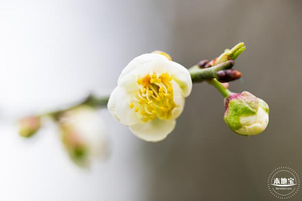 荔枝公园梅花