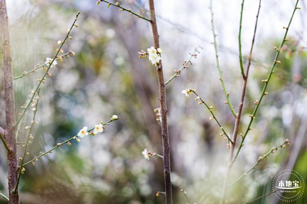 荔枝公园梅花