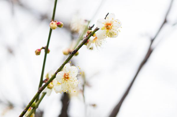 荔枝公园梅花