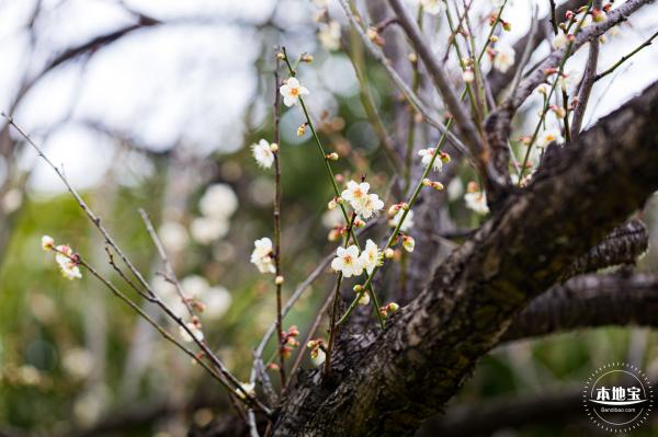 荔枝公园梅花