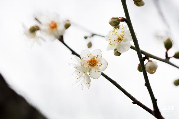 荔枝公园梅花