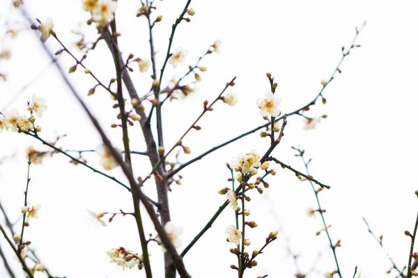 荔枝公园梅花