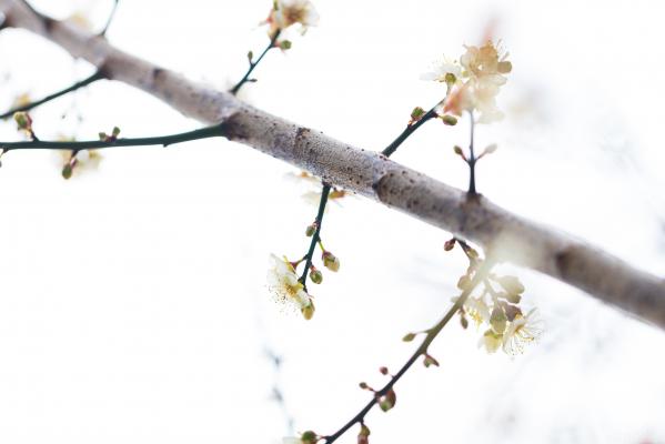 荔枝公园梅花