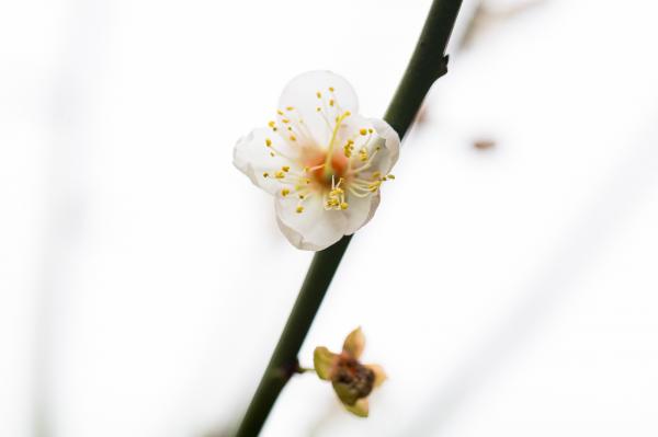荔枝公园梅花