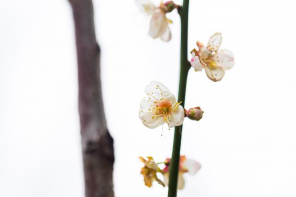 荔枝公园梅花