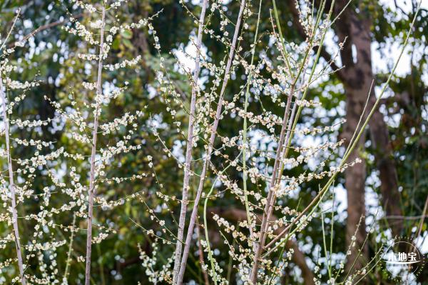 荔枝公园梅花
