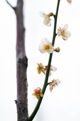 荔枝公园梅花