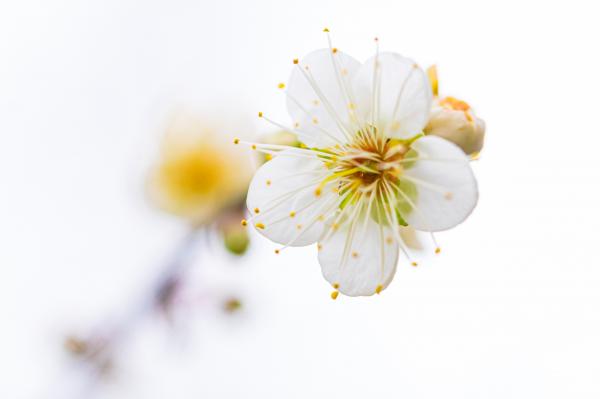 荔枝公园梅花