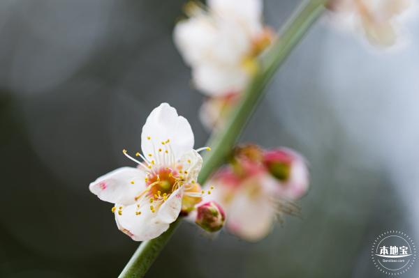 荔枝公园梅花