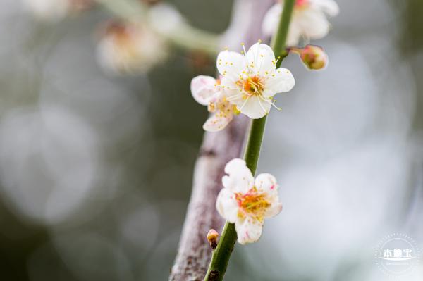 荔枝公园梅花