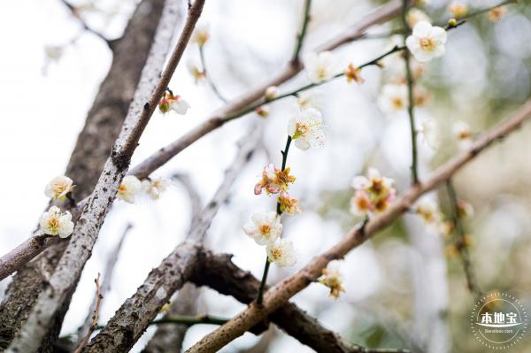 荔枝公园梅花