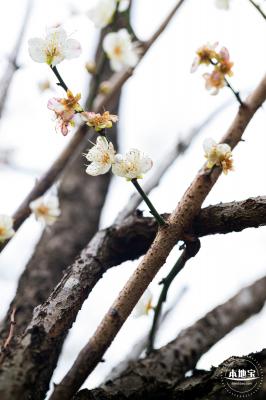 荔枝公园梅花